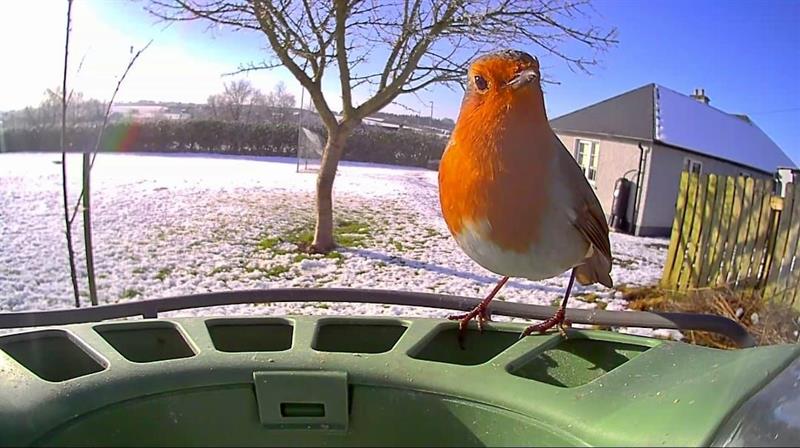 BIrd pic 3.jpeg